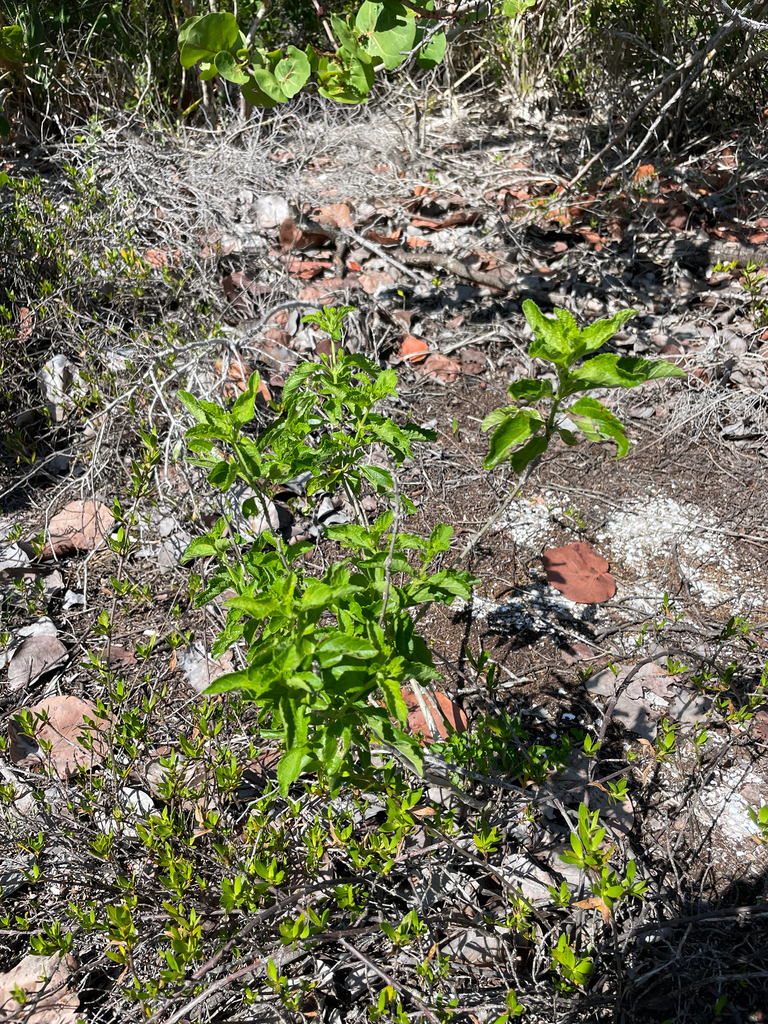 Lantana sandersii var. sanibelensis