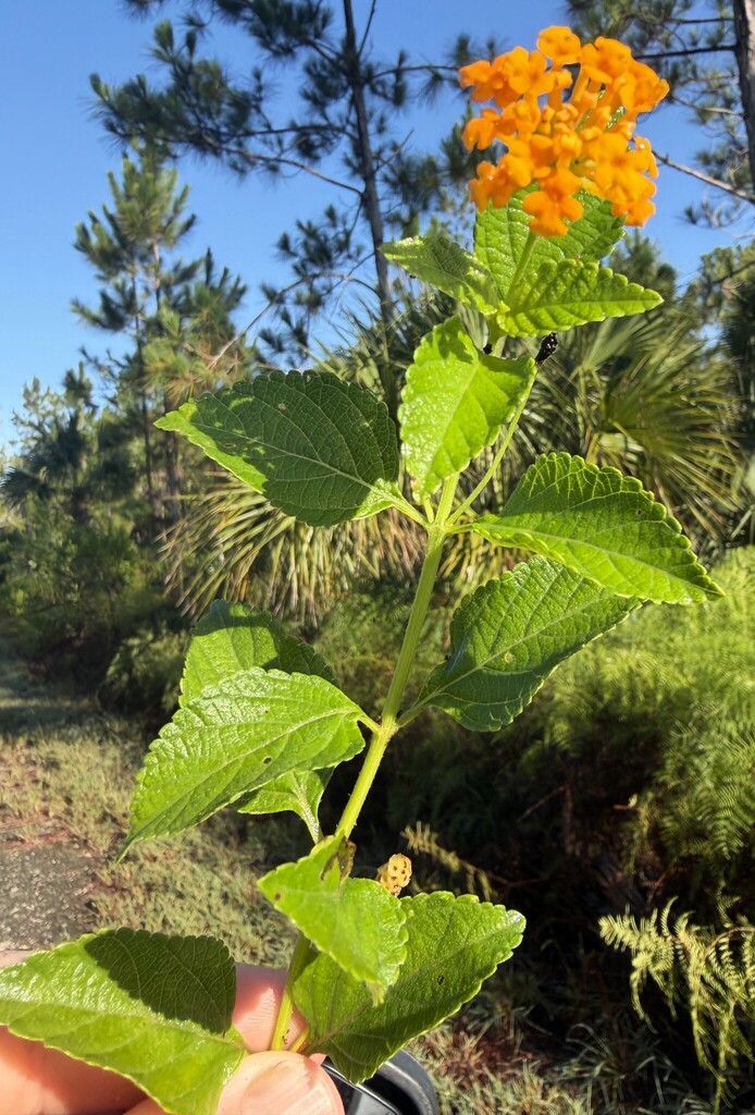 Lantana x floridana