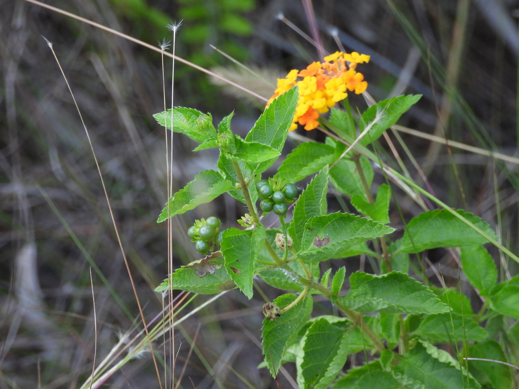 Lantana x strigodepressa