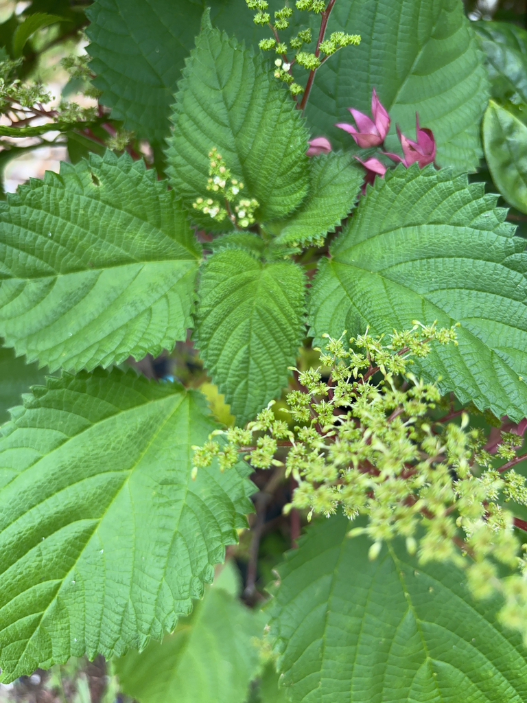 Laportea canadensis