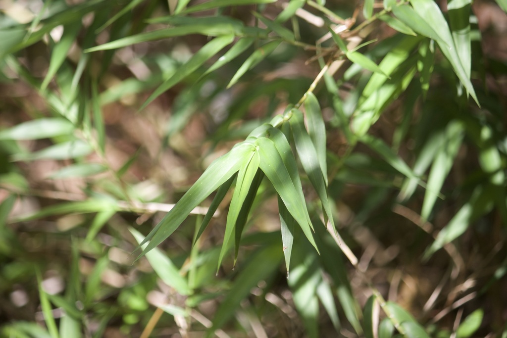 Lasiacis divaricata