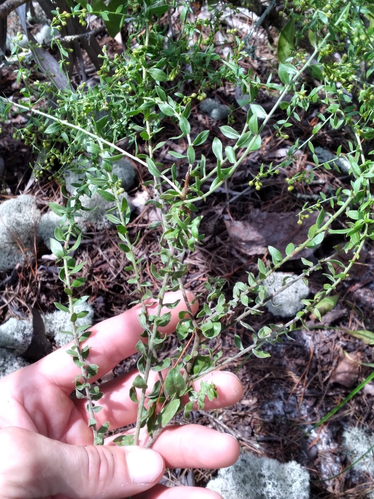 Lechea cernua