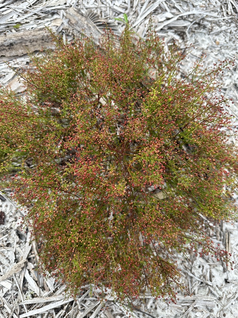 Lechea deckertii