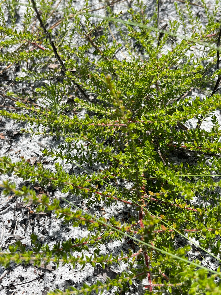 Lechea divaricata