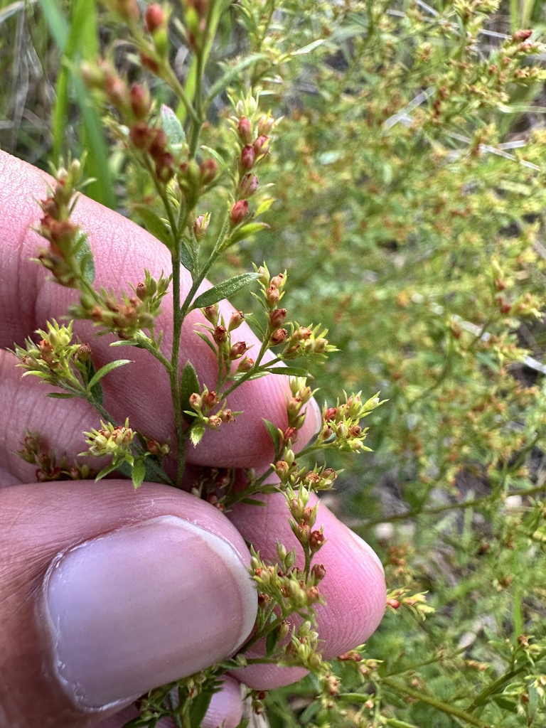 Lechea minor