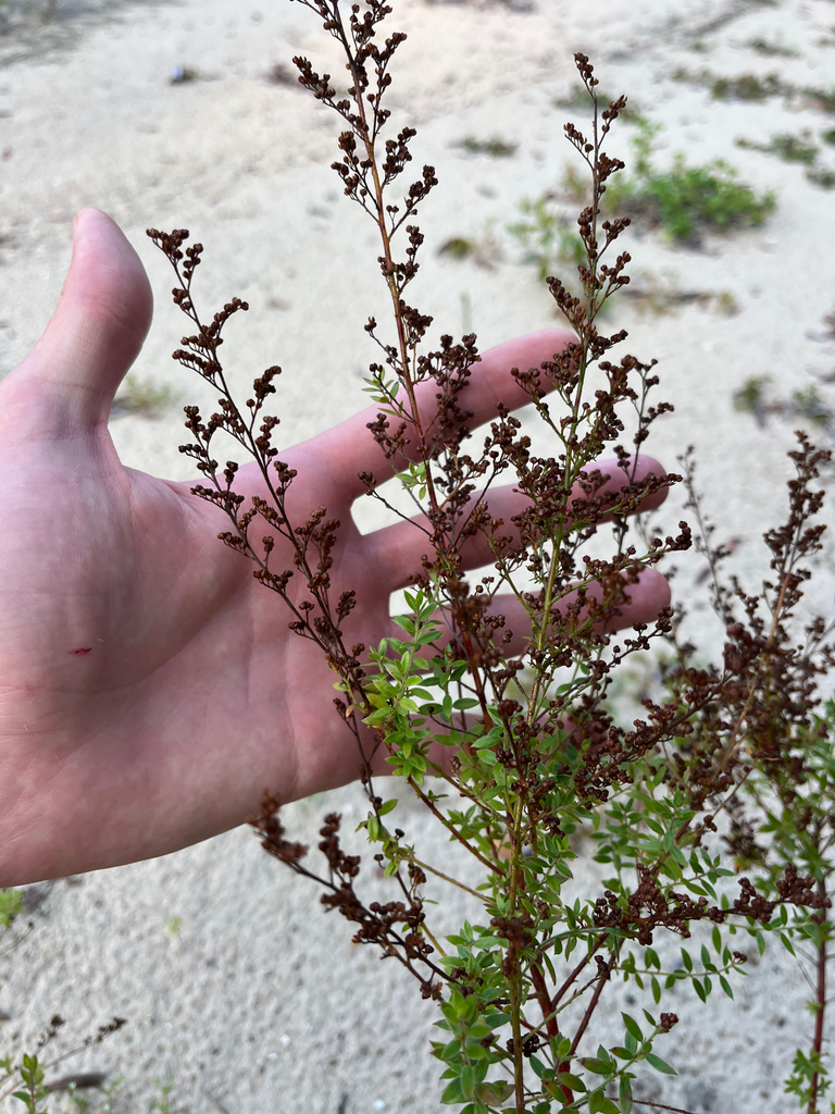 Lechea mucronata