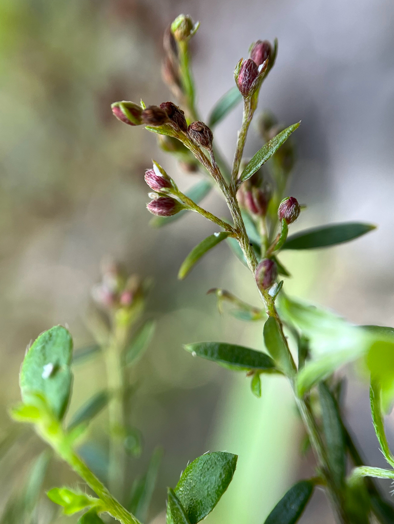 Lechea pulchella var. ramosissima