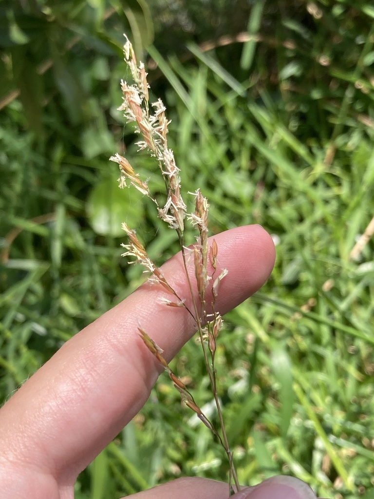 Leersia hexandra