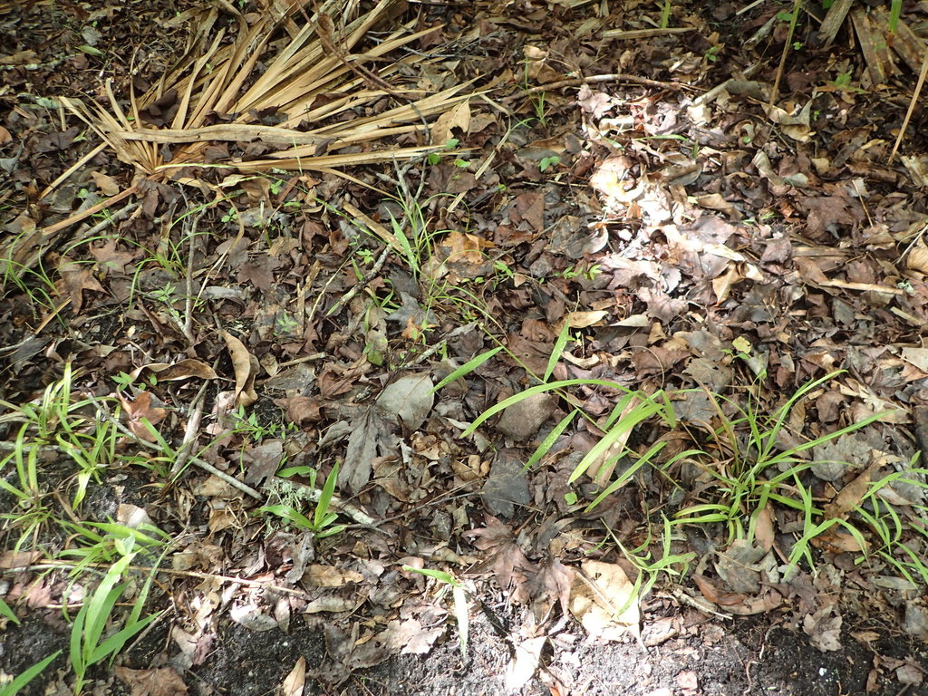 Leersia virginica