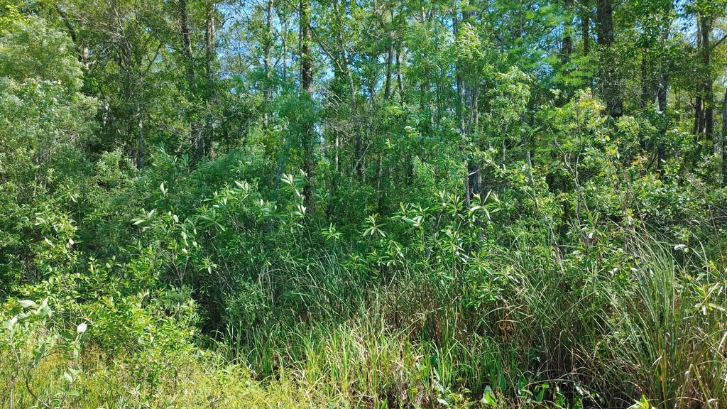 Leitneria floridana