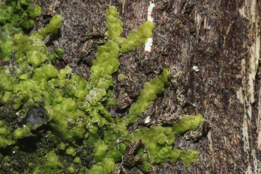 Lejeunea minutiloba var. heterogyna