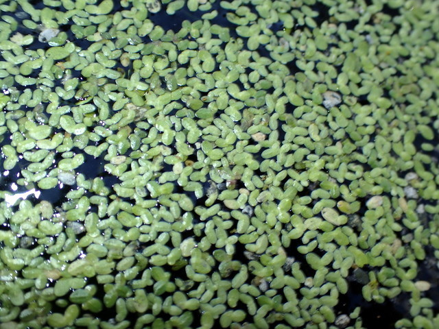 Lemna minor