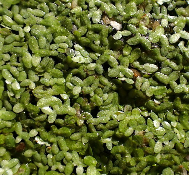 Lemna minuta