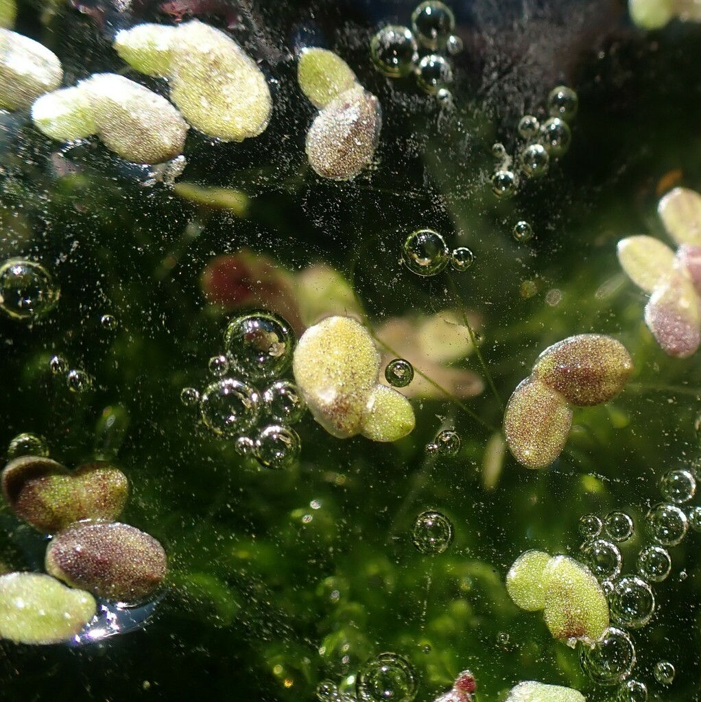 Lemna obscura