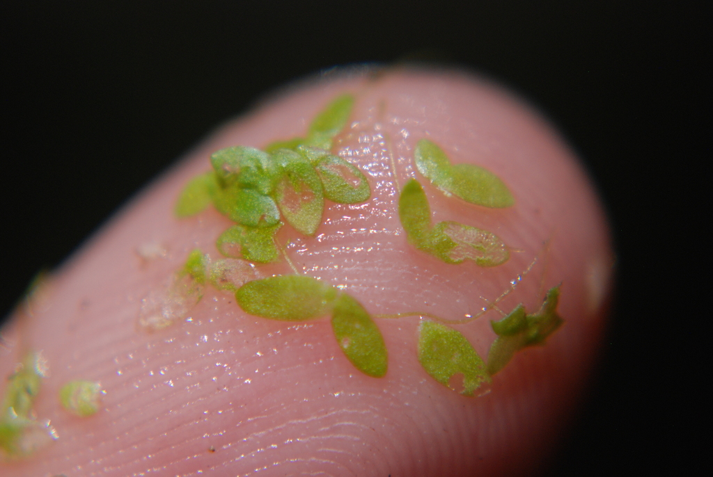 Lemna valdiviana