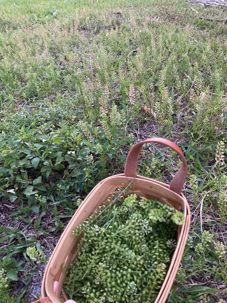 Lepidium virginicum