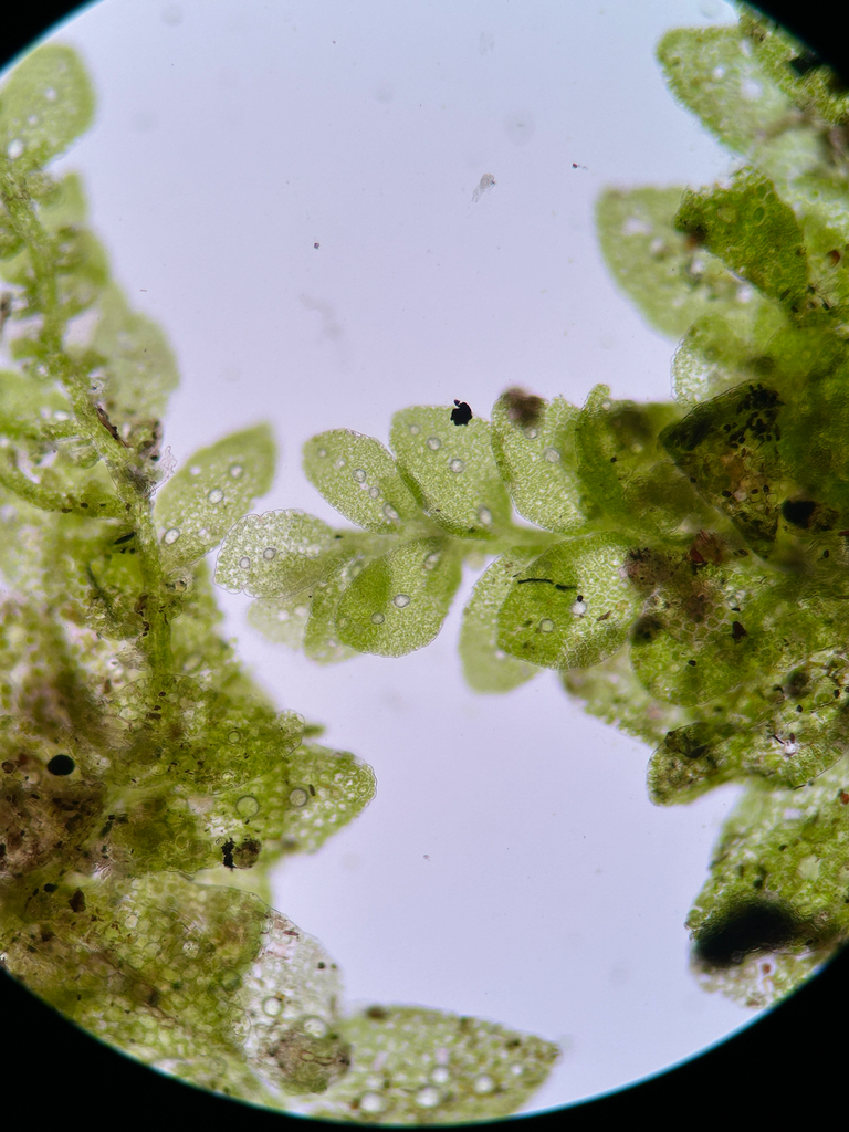 Leptolejeunea elliptica