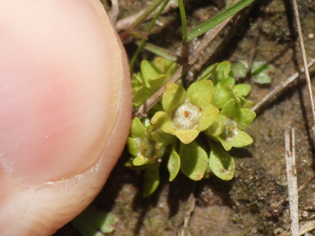 Lepuropetalon spathulatum