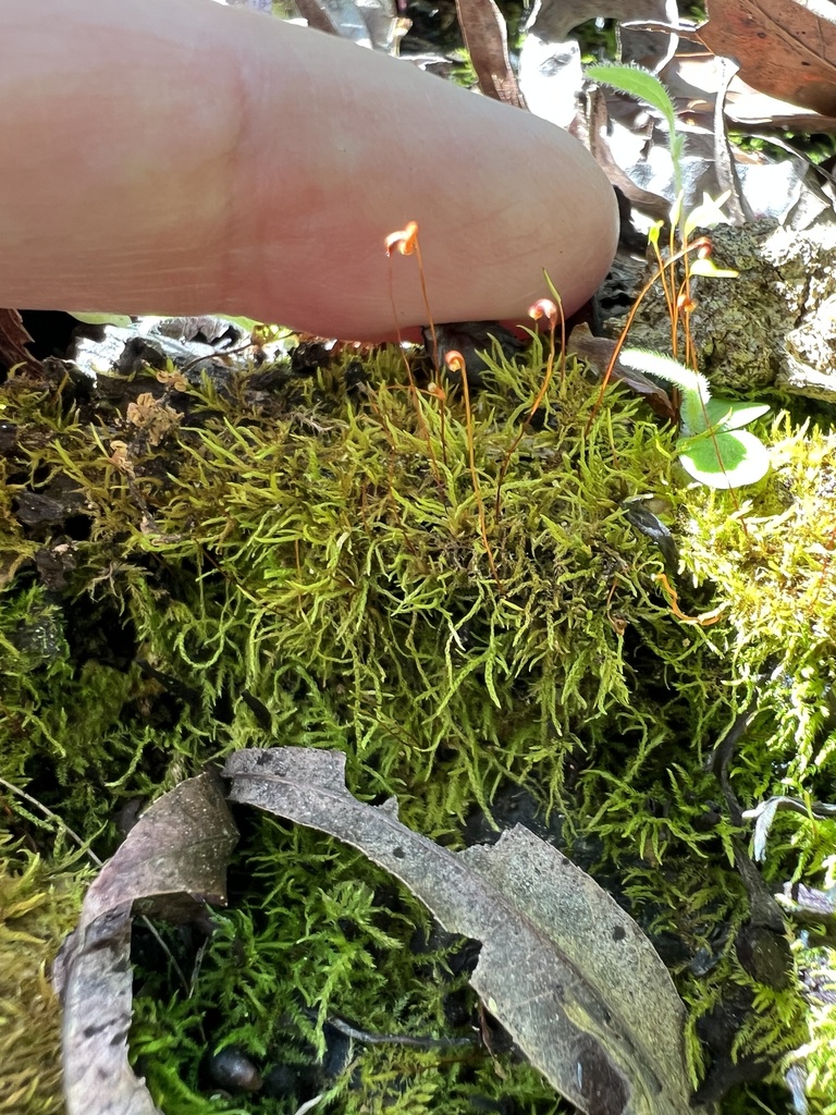 Leskea australis