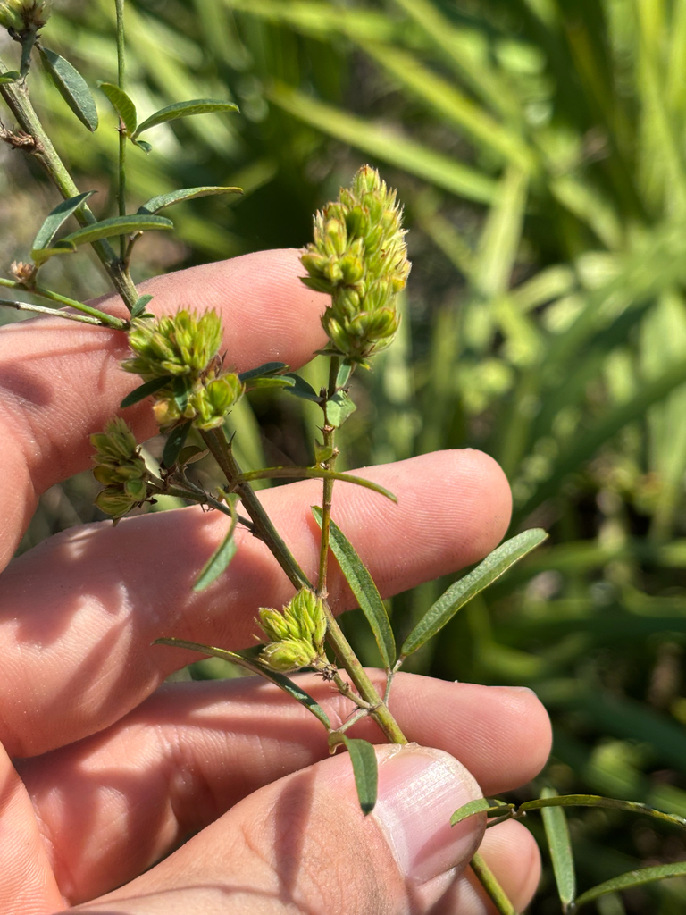 Lespedeza angustifolia