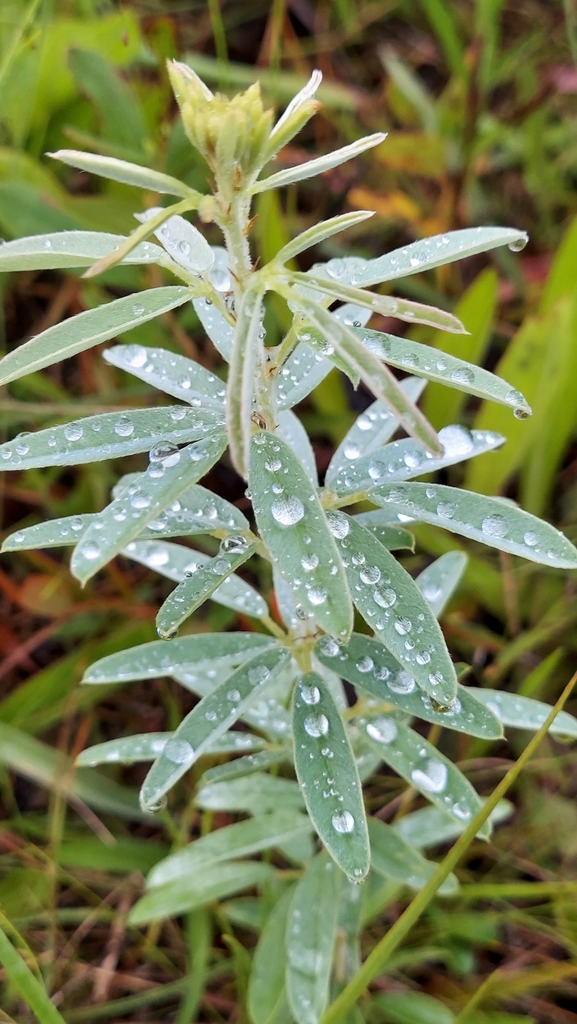 Lespedeza capitata