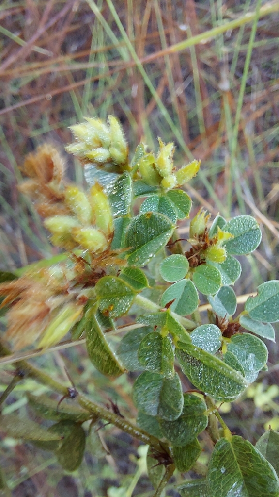 Lespedeza hirta