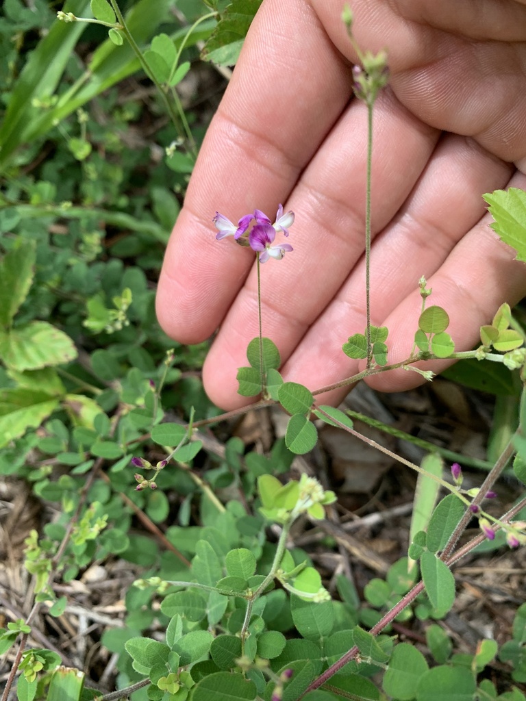 Lespedeza procumbens