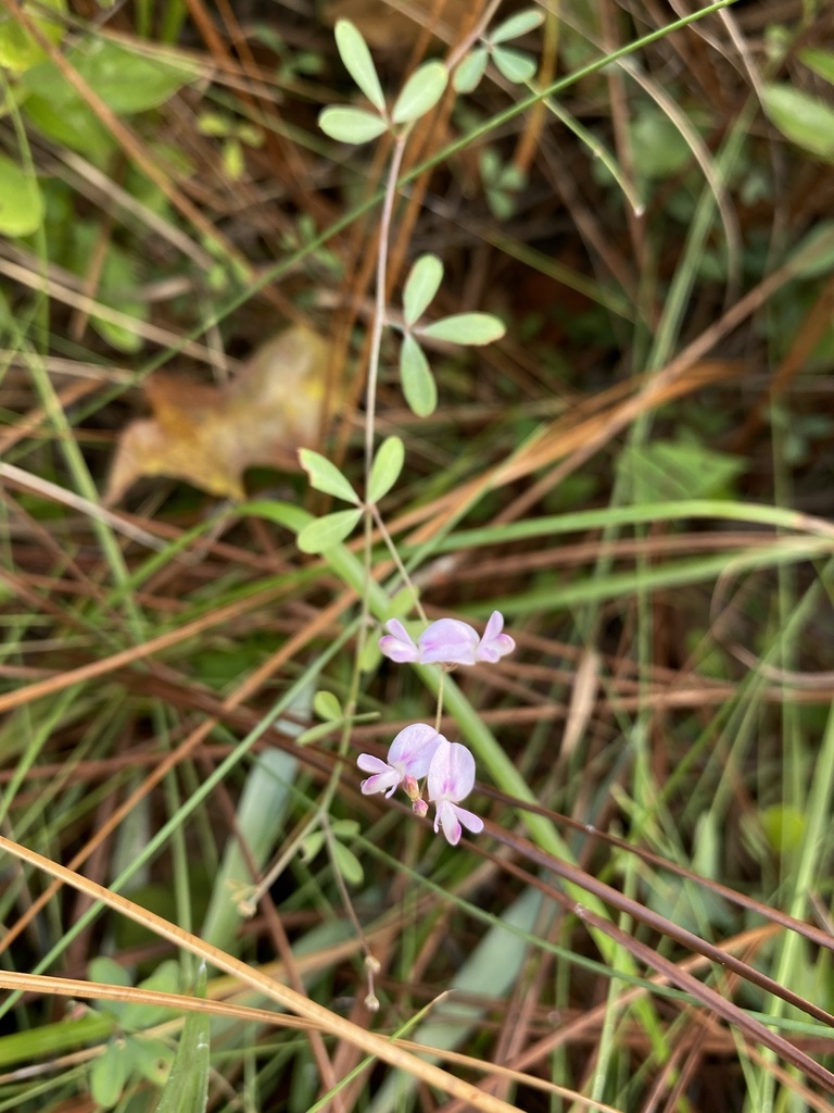 Lespedeza repens