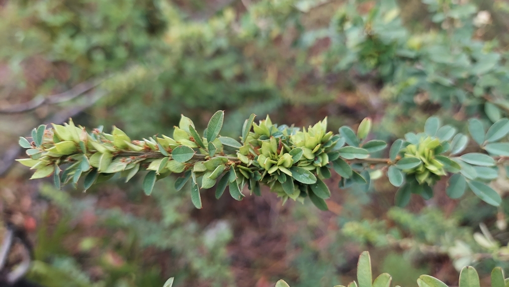 Lespedeza stuevei