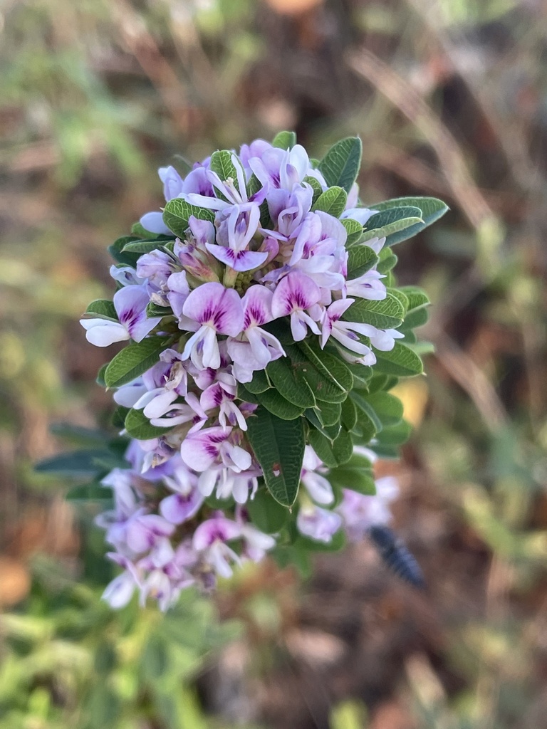 Lespedeza violacea