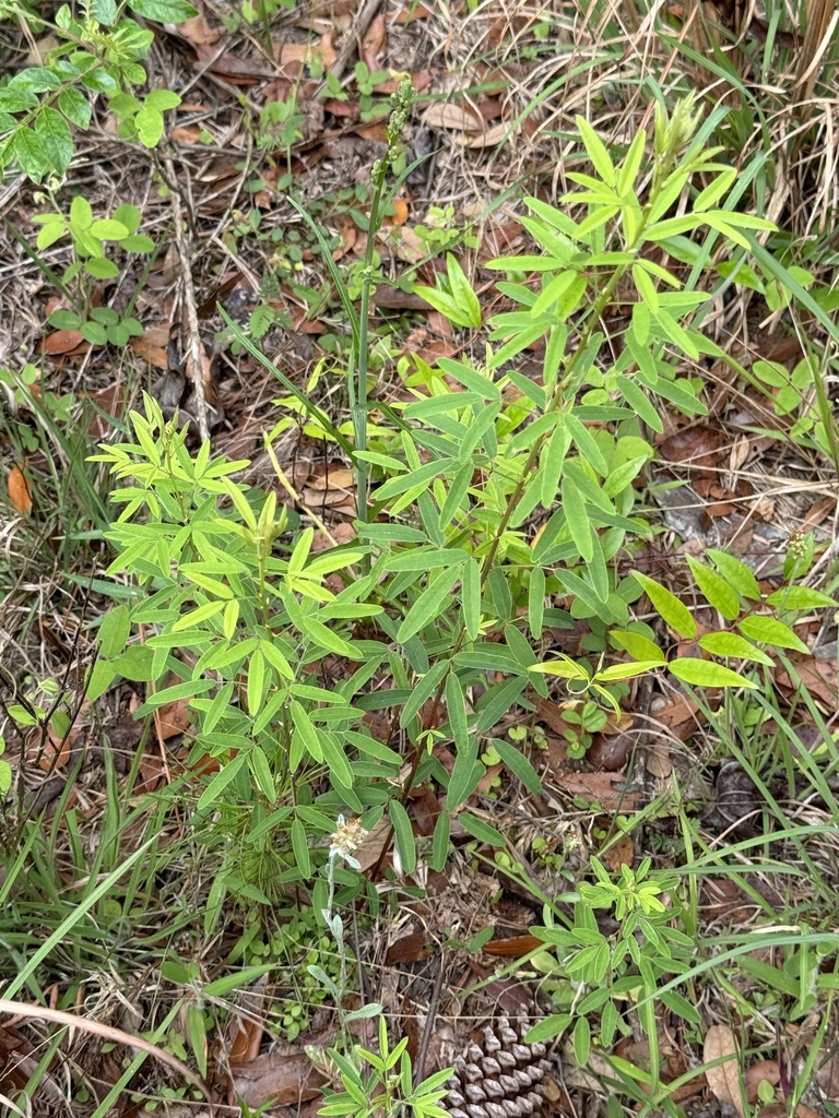 Lespedeza virginica
