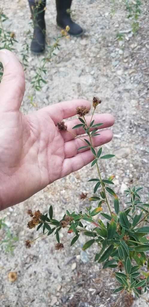 Lespedeza x oblongifolia