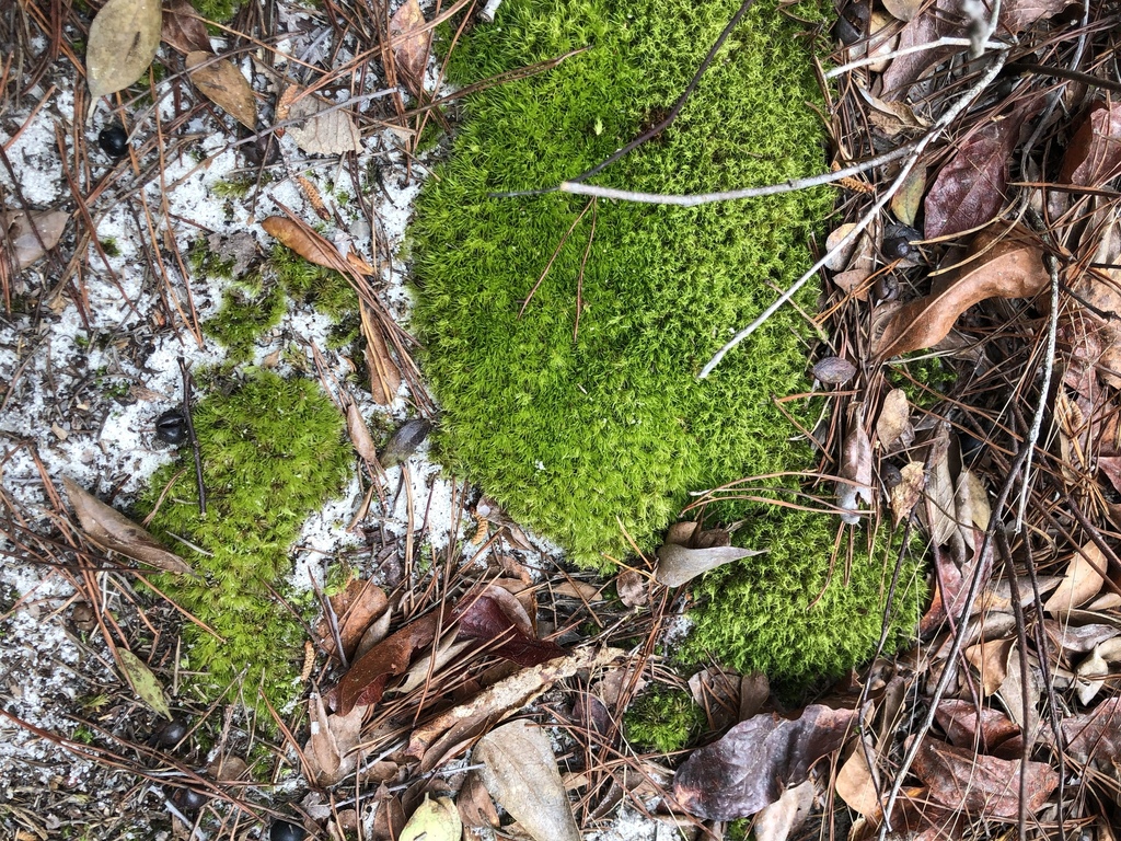 Leucobryum glaucum