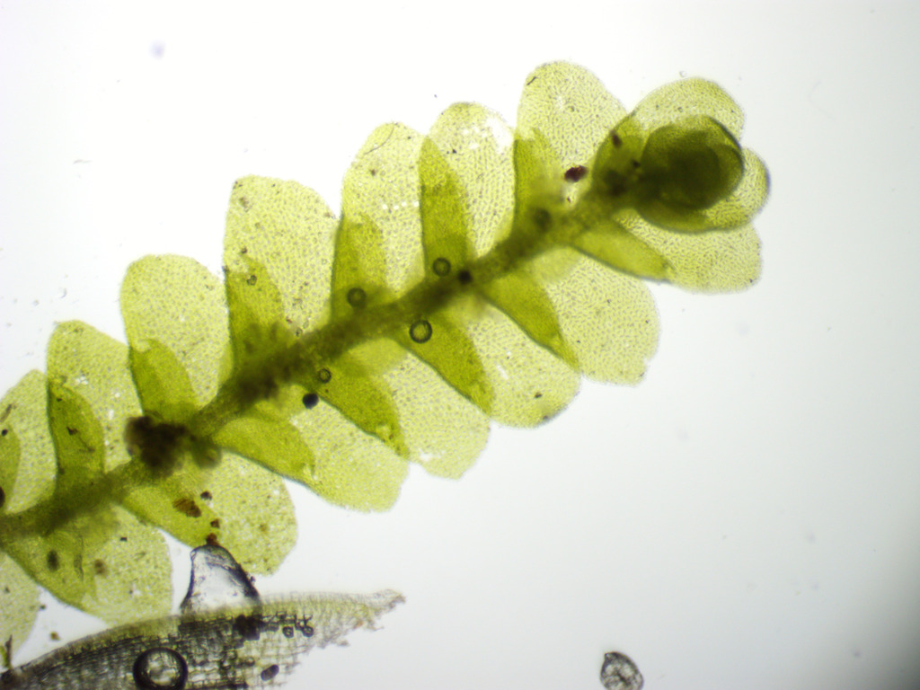Leucolejeunea conchifolia