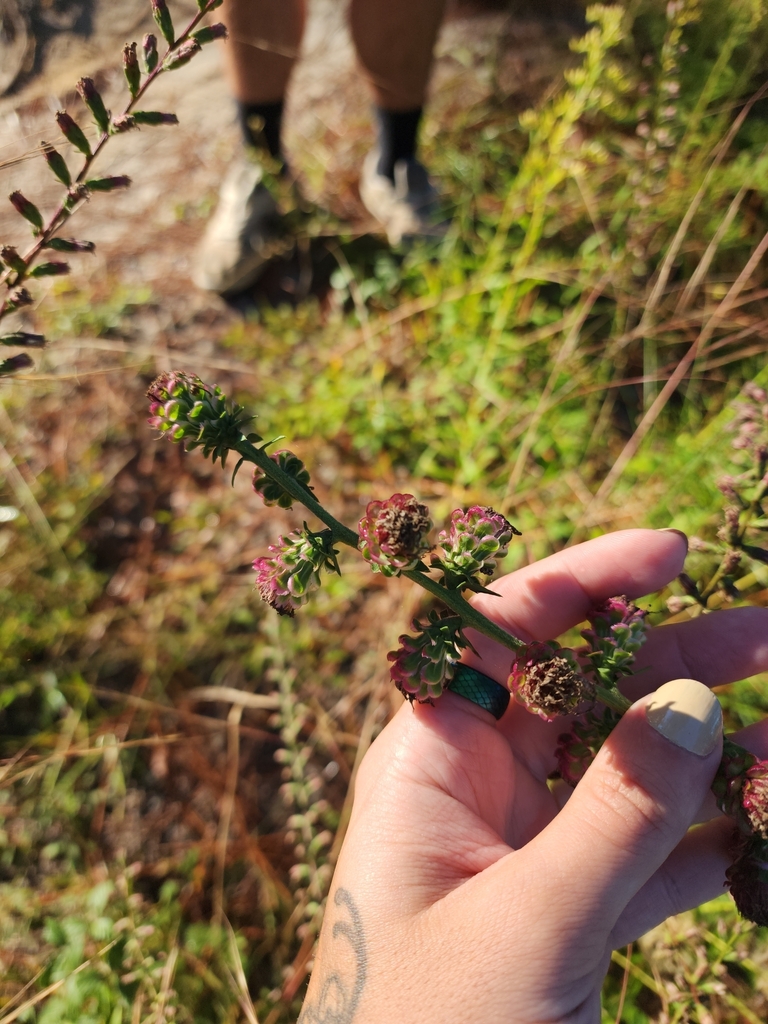 Liatris aspera