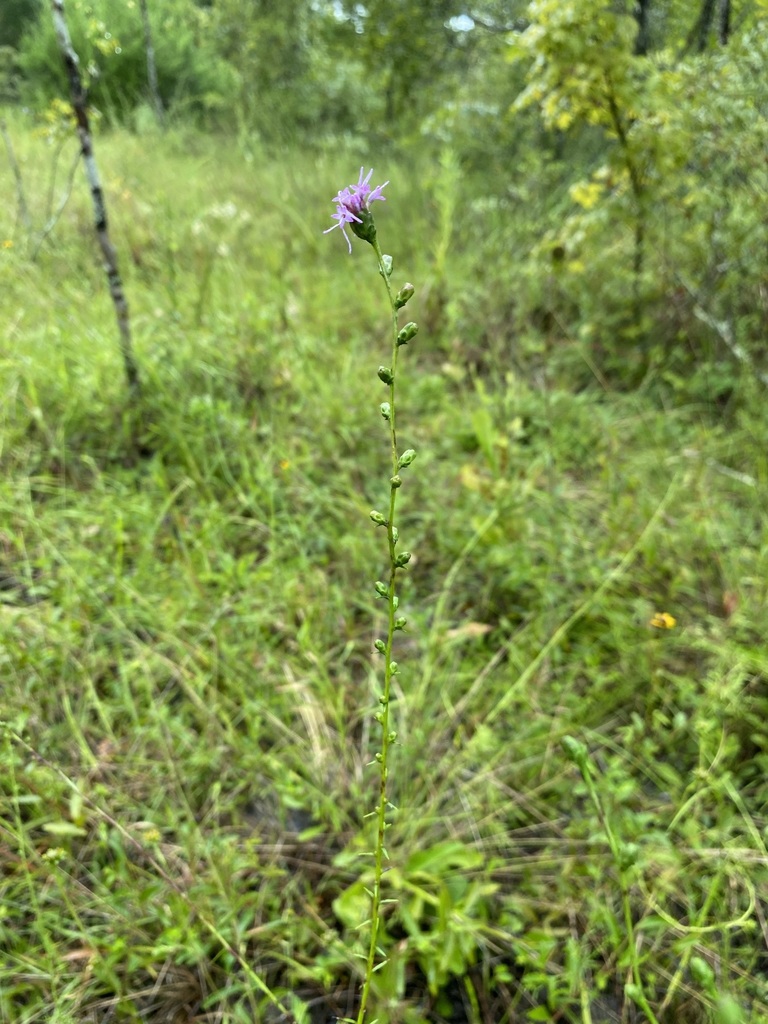 Liatris elegantula