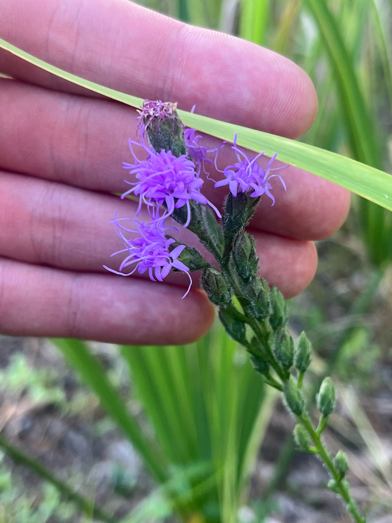 Liatris garberi