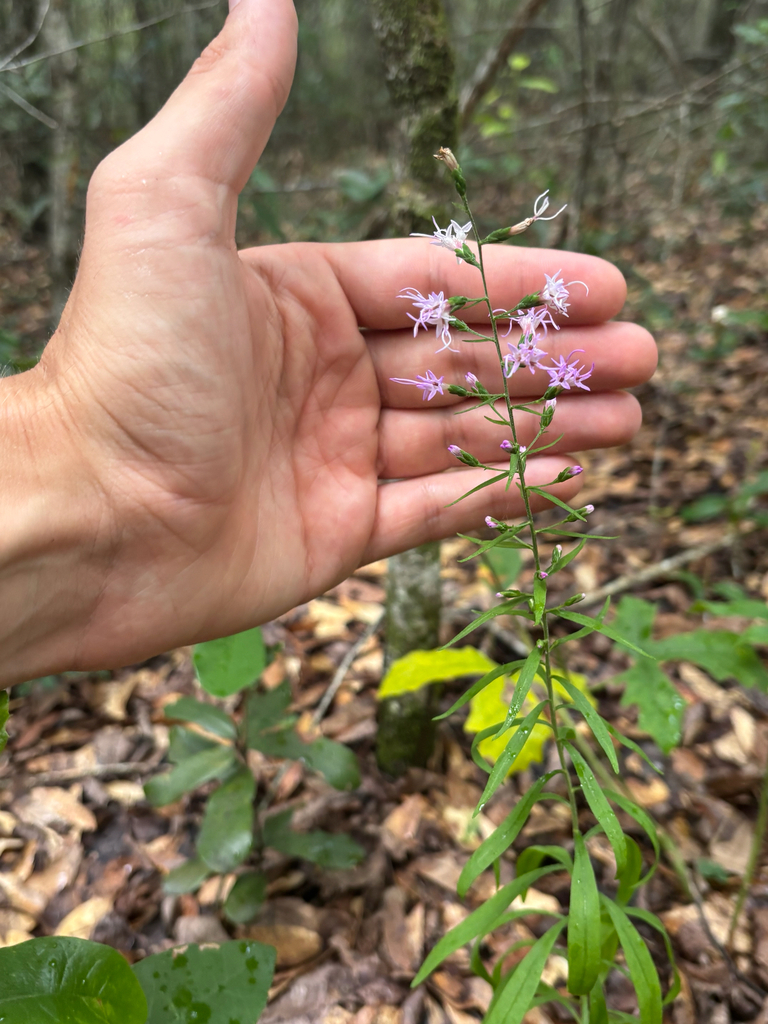 Liatris gholsonii