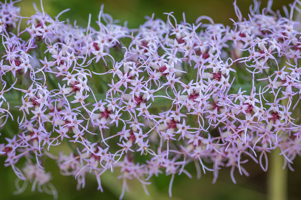 Liatris gracilis