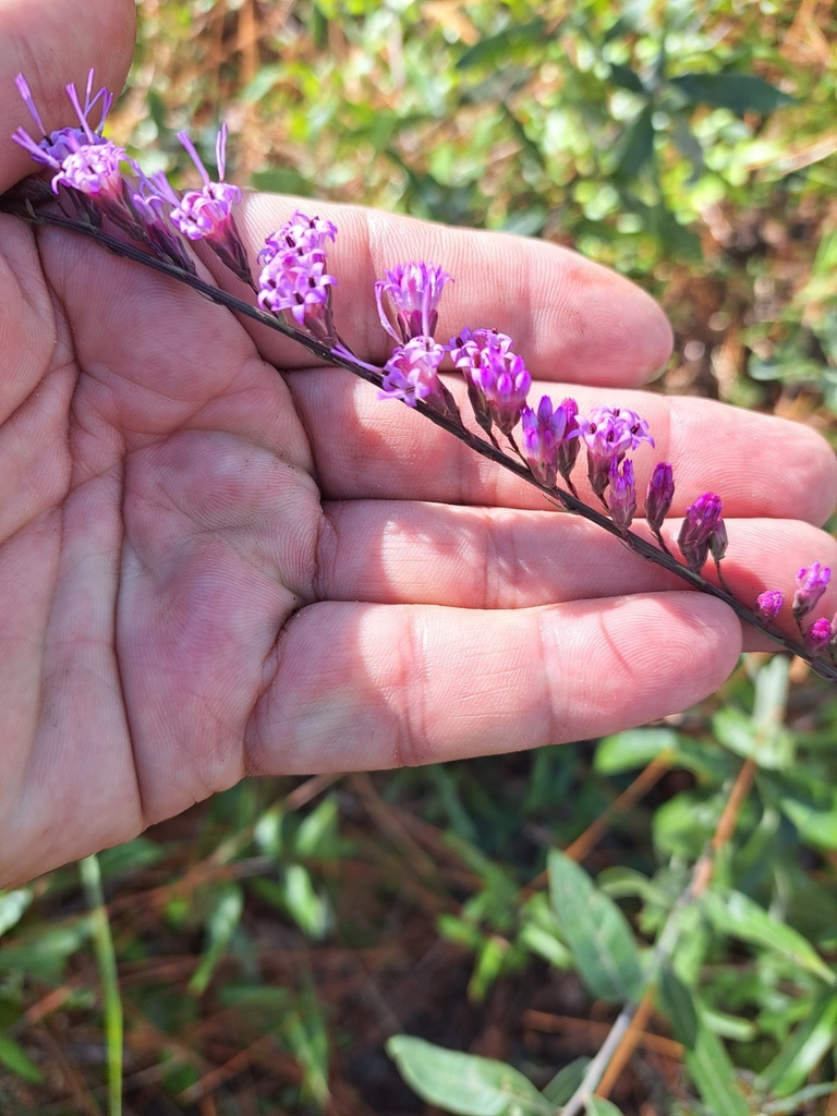Liatris pauciflora var. pauciflora
