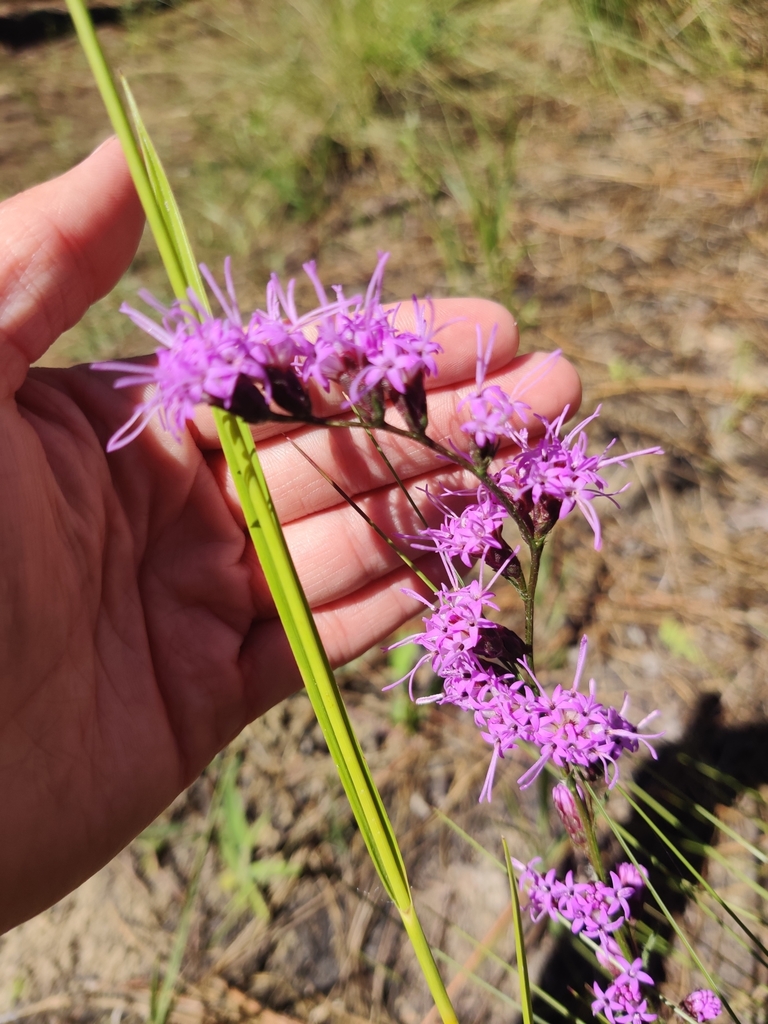 Liatris pauciflora var. secunda