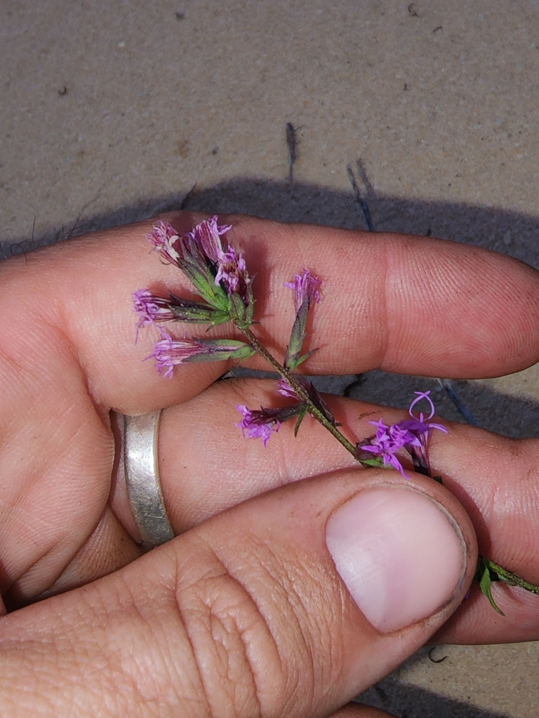 Liatris provincialis