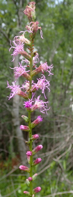 Liatris spicata