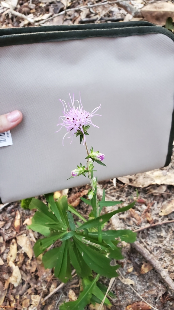 Liatris squarrulosa