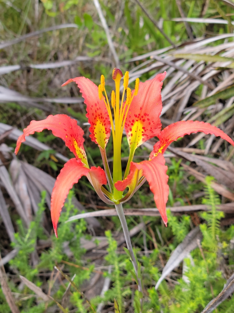 Lilium catesbaei