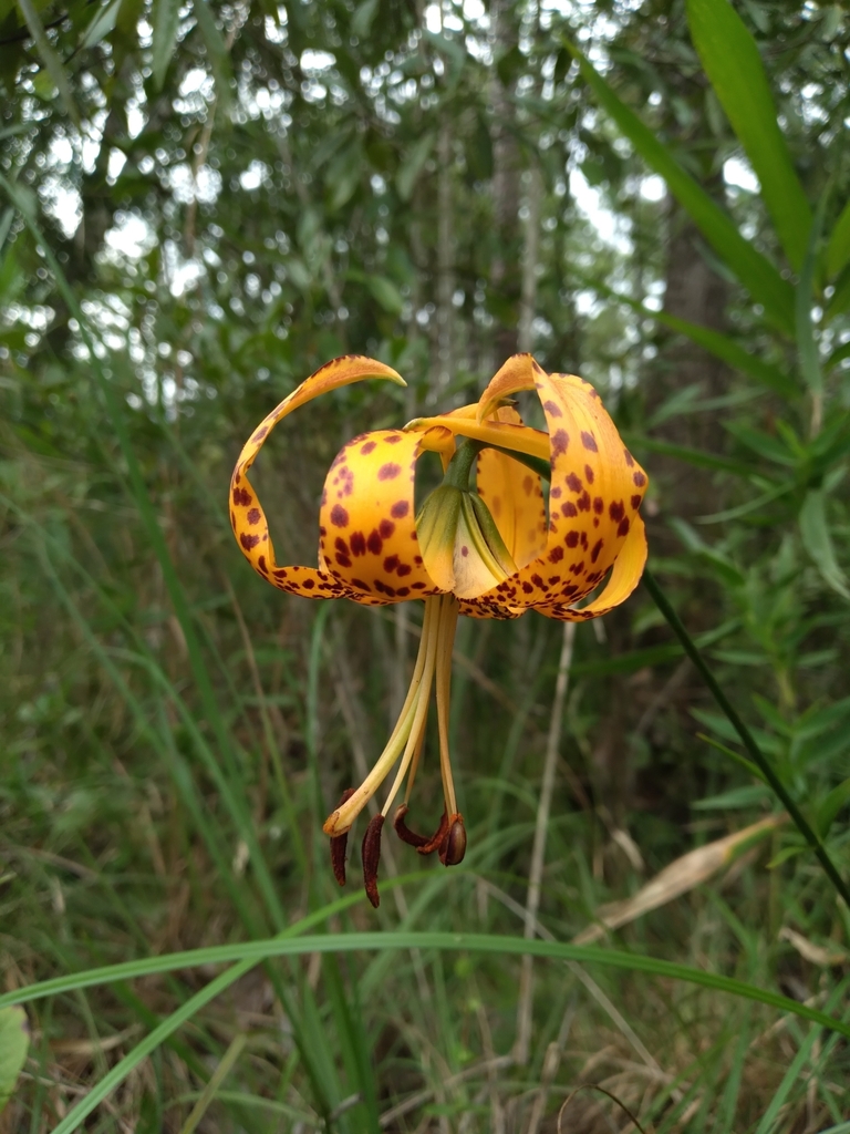 Lilium iridollae