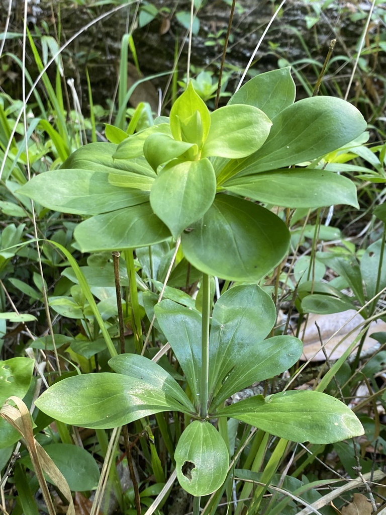 Lilium michauxii