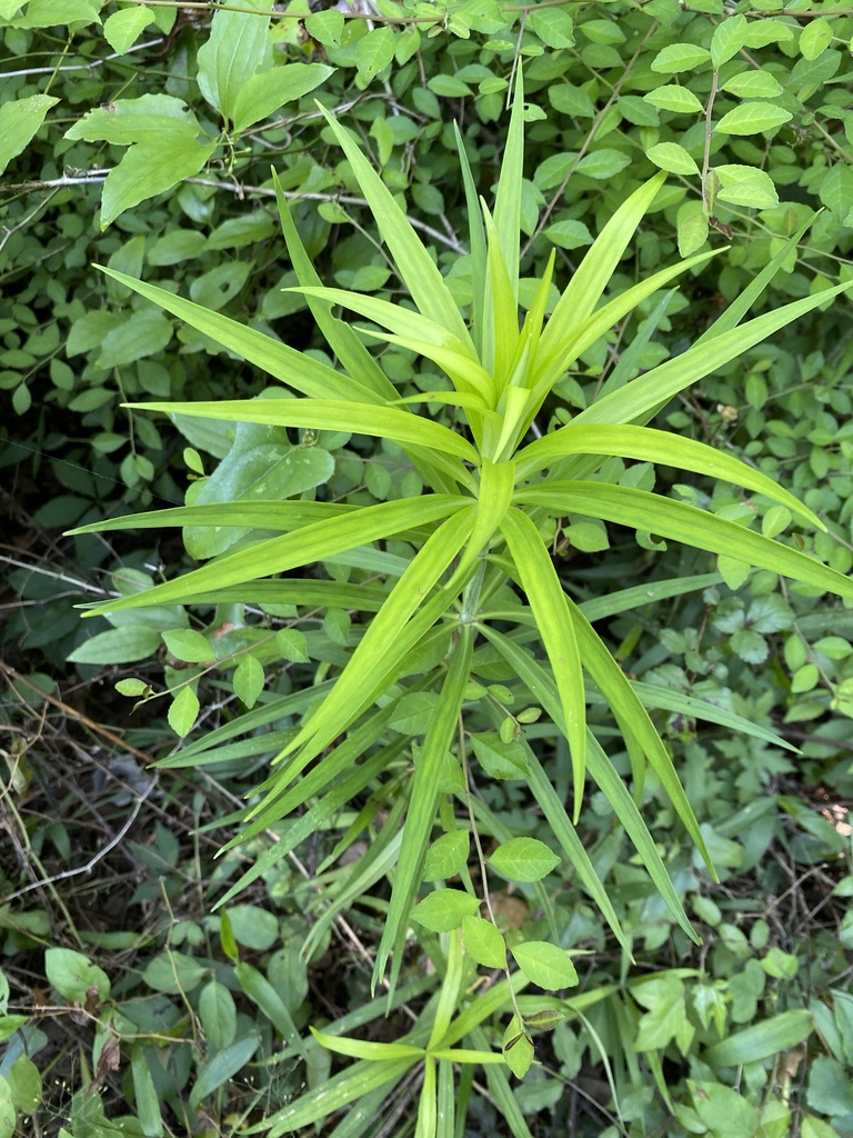 Lilium superbum