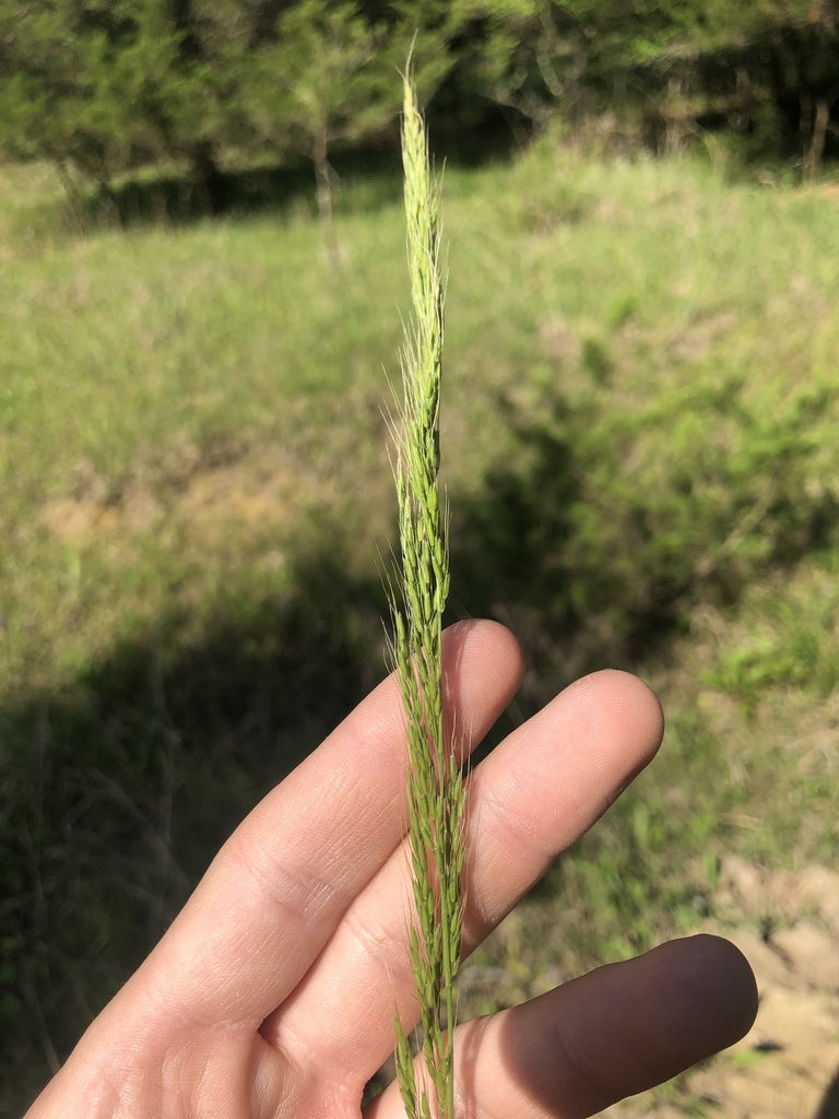 Limnodea arkansana