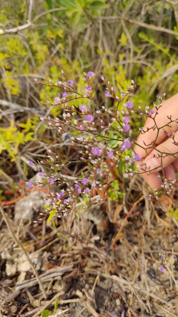 Limonium carolinianum